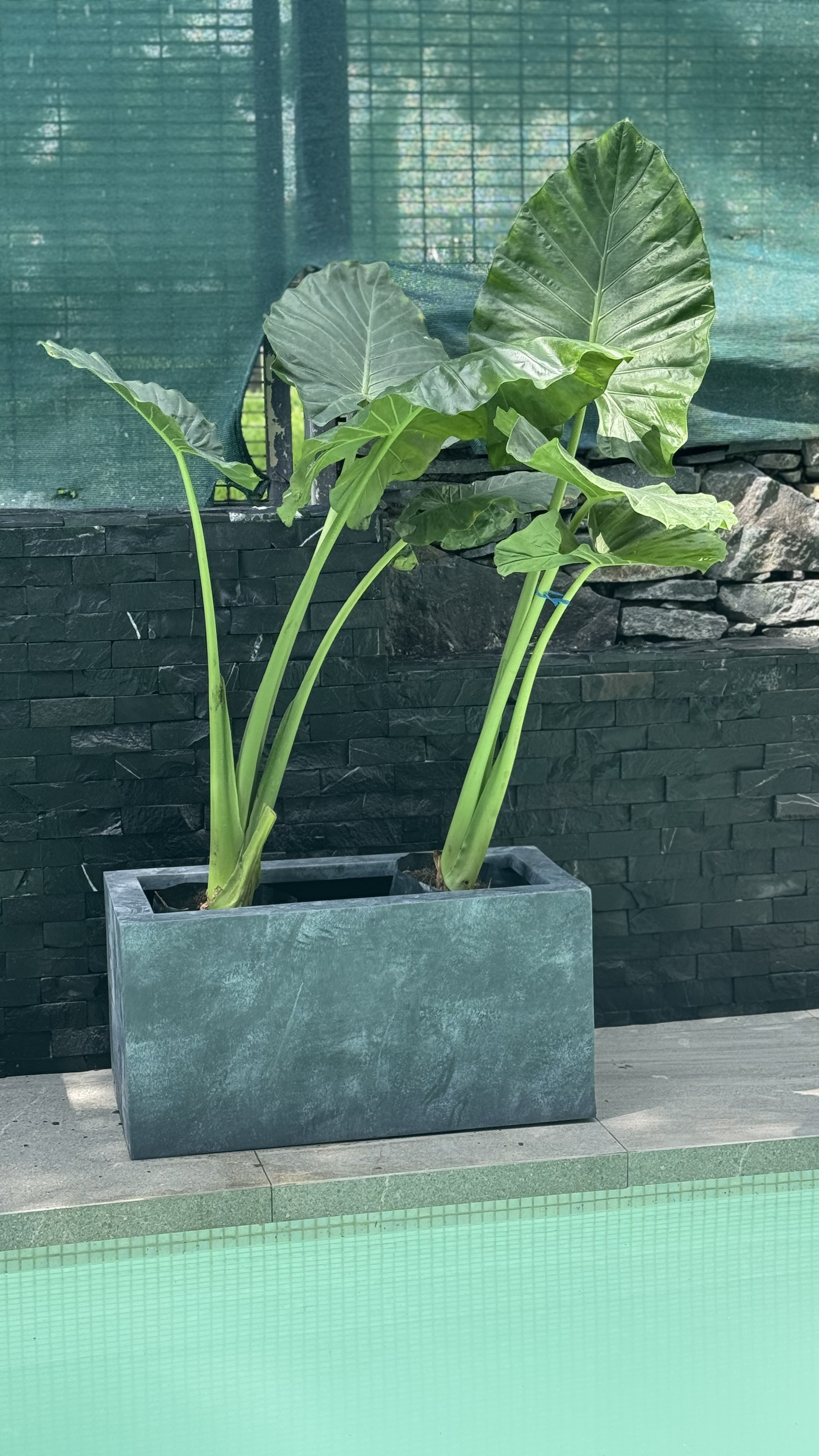 Macetas de fibra de vidrio Macetas de fibra de vidrio