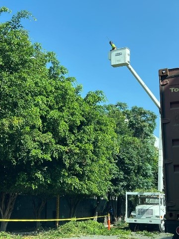 Poda de altura Guadalajara